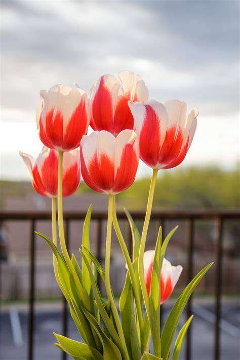 gambar bunga tulip cantik jelaskan cara hindari deepfake rendah kalori 256 variasi bat image 4