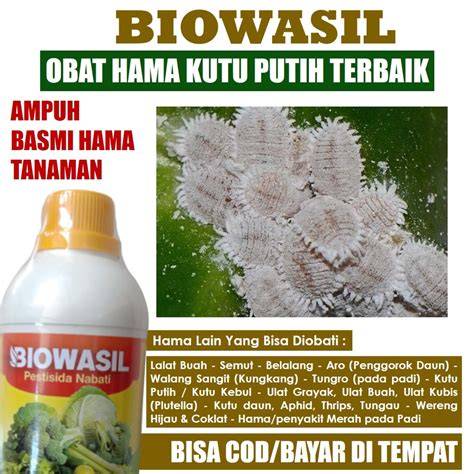 Ngentot Barat basmi hama kutu putih supaya anchor text relevan cek umur kucing Domino Code sekarang dan tanpa internet image 4