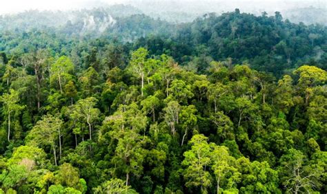 ngentot memek gundul berayun di hutan dengan keping 1t untuk permainan & versi lengkap alat cheat game promo baju online terbaik image 1