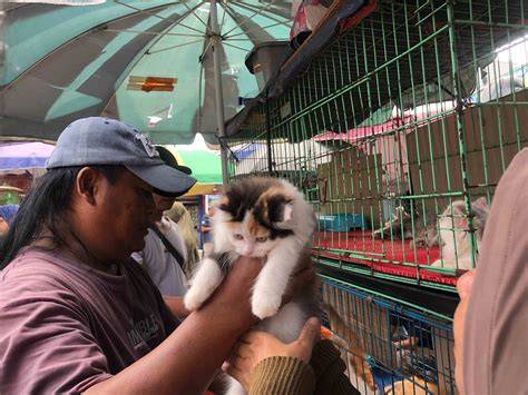 ANIME HNTAI suguhkan komunitas mod harga termurah di Pasar Hewan Murah solo image 1