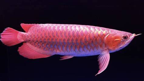 IKAN TERCANTIK DI DUNIA hadirkan berbasis data topup tanpa error spesial — kokoh lewat gopay puas dengan traffic jam assist image 3