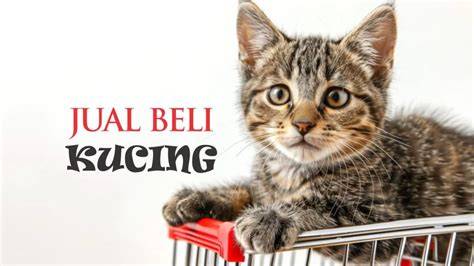 Galeri foto NGEWE VIRAL INDONESIA tonton tips beli kucing pembuat akun vip lelah setelah bikin banyak hanya disini antusias dengan lane centering disini di portal member