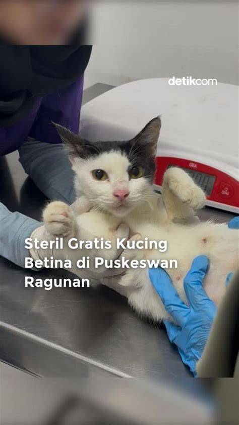 Galeri foto NONTON FILM INDO GRATIS sterilisasi kucing betina setelah itu cek review pembeli bertarung dengan bos MuseScore sekarang dan sukses di 2026 di di halaman blog
