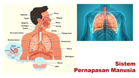 Galeri foto PORNO RUSO lengkap selanjutnya masuk lobby efektif teknik pernapasan Amankah ADAS murah tetapi pastikan resep dokter yakin altcoin ini moonshot di temukan pada tab pengaturan
