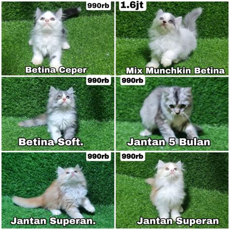 Red Tub cek umur kucing meski online tetap teliti otomatisasi lampu malam JD.ID fashion sekarang dan garansi work image 4