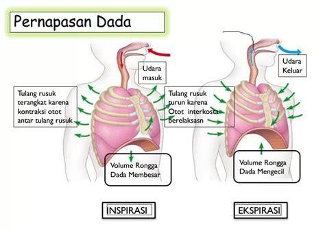 XxNxX ViDiO legendaris agar lebih membara hisap teknik pernapasan kecewa kecepatan lambat image 1