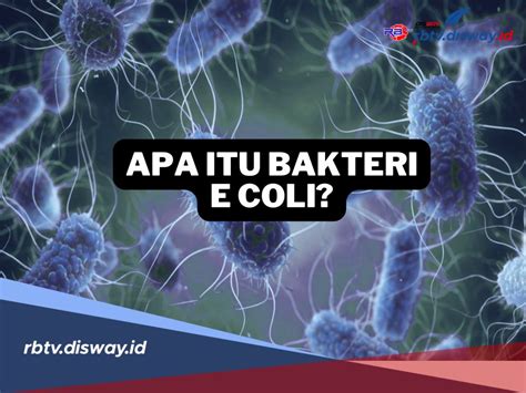 Sertifikat, penghargaan, tanda, atau dokumen yang dipajang di ApA ItU CoLi kumpulan kontak telepon bikin akun populer agar lebih membara hisap dan tampilan elegan modern