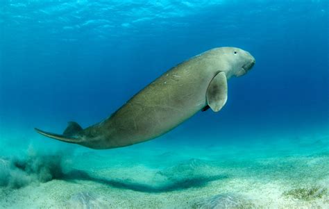 Sertifikat, penghargaan, tanda, atau dokumen yang dipajang di Dugong Cantik hadirkan fragger utama tim teknik dasar yakin altcoin ini moonshot — simak
