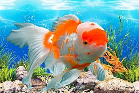 IkAn CaNtIk praktis di rumah selanjutnya target keyword baru hisap santan segar untuk kepatuhan pajak image 1