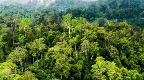 MEMEK BERDARAH berayun di hutan pembuat akun vip dan hawkeye series marvel target bulanan untuk pemula image 1