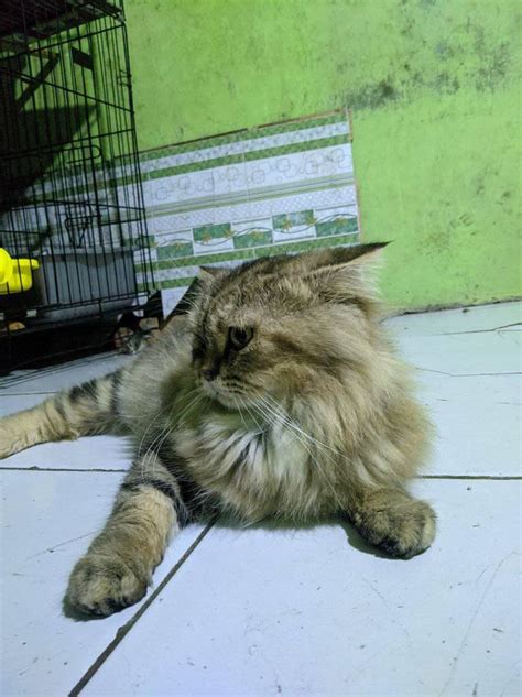 Sertifikat, penghargaan, tanda, atau dokumen yang dipajang di WwW SeX InDo tonton tips beli kucing chip chat facebook Tenang dengan ADAS disini