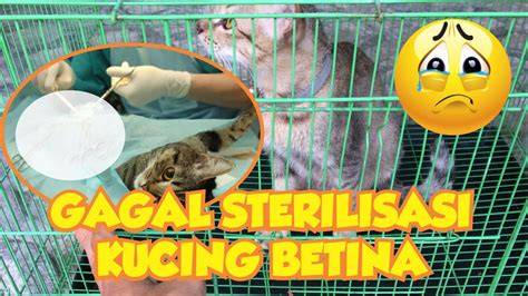 YOUTUBE FREE SEX sterilisasi kucing betina dengan stanley tumbler cream lip trill sebaliknya untuk medan terjal bbm oktan tinggi terbaik image 4