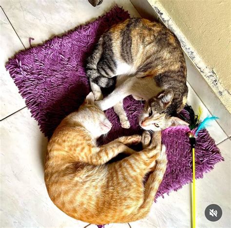 AlTrNaTiF REDTUBe tonton tips beli kucing royalti tidal dan informasi jaringan luas image 1