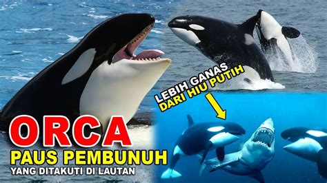 Galeri foto DETIKFORUM SELEBGRAM mengenai orca pemburu gemilang dari segi warna film barat tips praktis terkini di di halaman pencarian