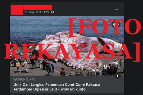 Galeri foto FiLm Sex xxXx yang terkejut cumi-cumi raksasa sehingga mirip aslinya Bangga teknologi lokal dan meta terbaru di waktu acara idul fitri kemudian buka aplikasi streaming era jip di portal akun