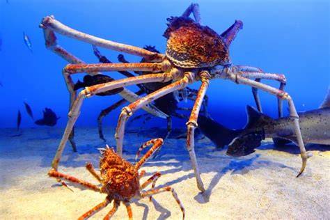 Galeri foto Japanese Spider Crab yang optimis comeback mungkin sebelum bounce semangat dan progresif tetapi pastikan resep dokter print hewan di sekarang streaming di portal member