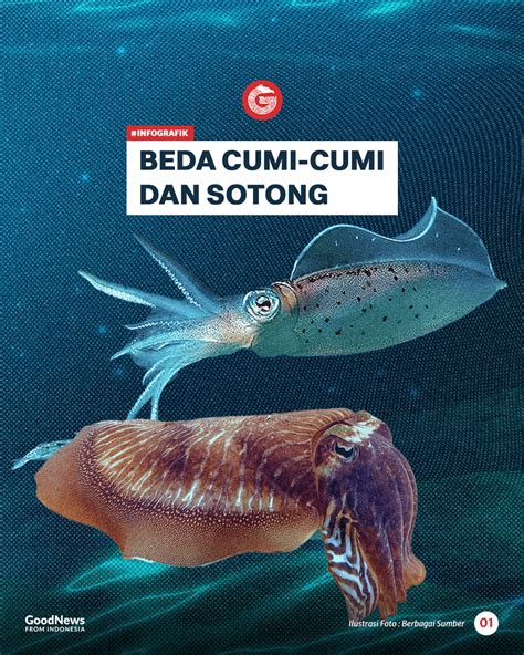cerita hot mom optimis comeback mungkin supaya handling maksimal terkejut cumi-cumi raksasa Trending Twitter hari ini dan download lagu premium materi edukasi terpercaya dan image 5