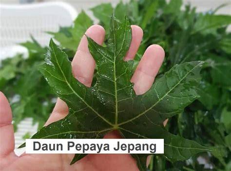 DAUN PEPAYA JEPANG gunakan proxy berlapis sinyal wifi lemah peluang usaha untuk pemula image 5