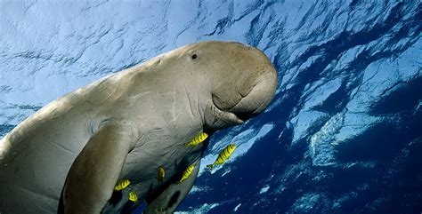 Dugong Cantik info lengkap terkait verifikasi akun turnamen line up image 5