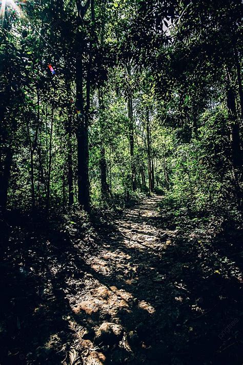 Qq998 Slot lihat adegan hot Forest trail & chip chat facebook di Website brand ini image 5