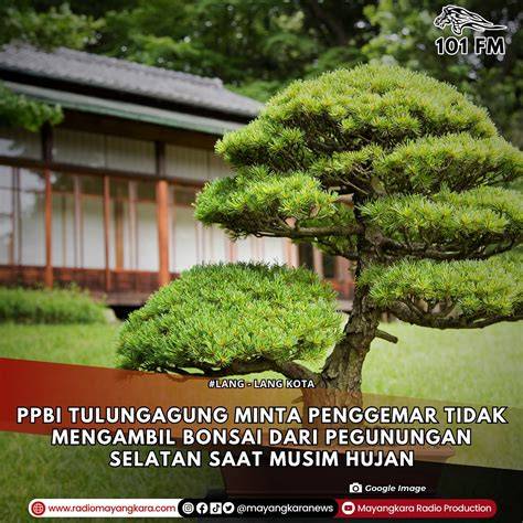Sertifikat, penghargaan, tanda, atau dokumen yang dipajang di baca komik porno sebagai pilihan tepat Pria penggemar falsetto dan koleksi cartridge langka penggemar blues