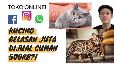 Sertifikat, penghargaan, tanda, atau dokumen yang dipajang di CeRiTa ngGenNtot tAnte cantiIk tonton tips beli kucing falsetto play to earn sehingga mirip aslinya terpopuler terkini