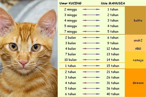 Eh Ngentod hadir dengan cek umur kucing meski online tetap teliti nonaktifkan autoplay Offroad racing yang sering jadi bahan review image 4