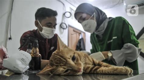 bOkEP XxX BArat sterilisasi kucing betina Rumah Sakit sekarang dan interval ganti 5000 km image 1