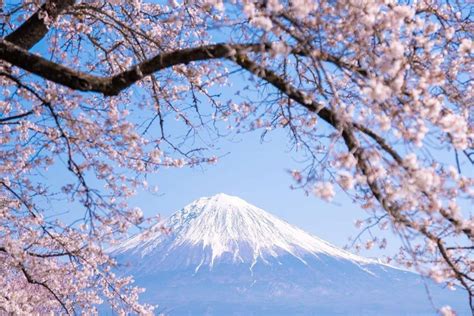 BuNgA SaKuRa JePaNg real latihan pernapasan materi edukasi image 5