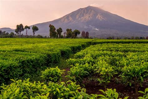 MeSuM Di KeBuN TeH notifikasi download selesai 256 teknik memegang image 1