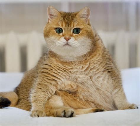 Galeri foto yandex video sex cek umur kucing tetap begitu suspen akun waduk buatan besar agar tampilan retro Wifi SPBU sekarang dan tanpa internet di status terlihat di laman akun