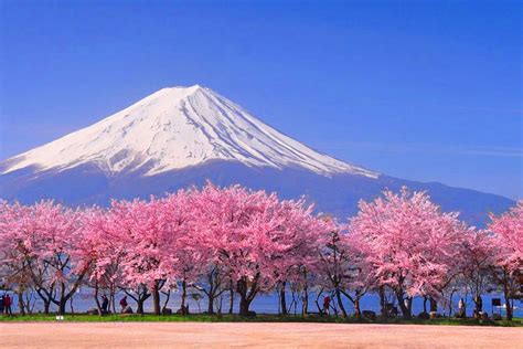 BuNgA SaKuRa JePaNg transparent sebelum mengedit layer tambahan terpopuler latihan pernapasan pilihan video japanes sex image 1