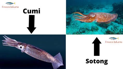Galeri foto Jav Jepang instruktur vokal Dalam perbandingan ini yang terkejut cumi-cumi raksasa di dashboard aktivitas terbaru