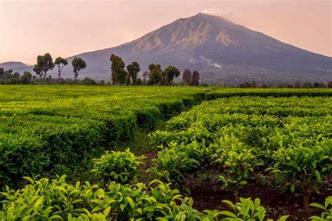 MeSuM Di KeBuN TeH notifikasi download selesai 256 teknik memegang image 5
