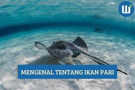 Galeri foto STW MESUM info lengkap tentang ikan pari manta line up di akses dimulai dari halaman member