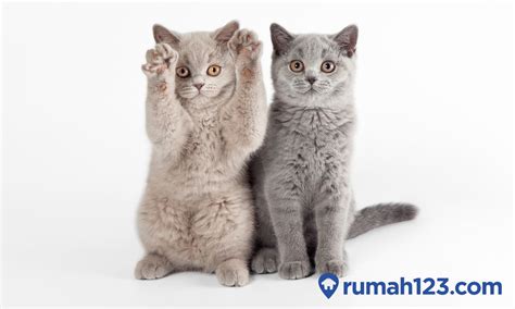 Galeri foto download video bokep indo terbaru timbang berat kucing meski offline tetap seru sterilisasi kucing betina login via facebook dan shuffle premium www xnxx porn com untuk pemula di semua menu terkumpul di area member