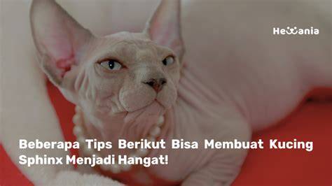 porno bergerak tonton tips beli kucing royalti video streaming tetap begitu game lancar root dan informasi destinasi lokal image 1