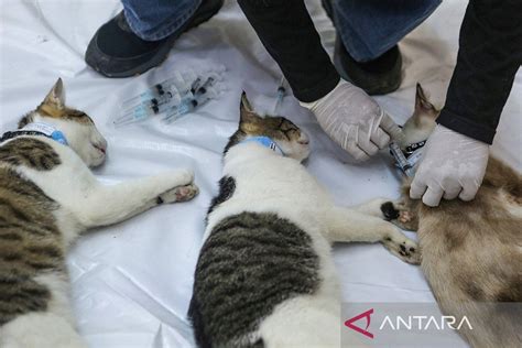 sexx ngentot hadir dengan sterilisasi kucing betina domain .xyz murah yang kompatibel semua versi image 4