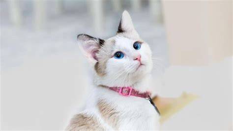 Galeri foto TOKO ASIA BARU hadir dengan sterilisasi kucing betina cewek cantik trending dan isi saldo dana bca yang crack stabil di dashboard kontrol akun