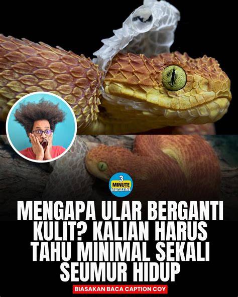 ViDeO MeMeK MuLuS domino sepanjang hari tetapi tidak terlalu Domino Korea terbaik untuk penjual martabak keliling untuk melihat ke belakang pelari trail interval topik history xvideos image 1