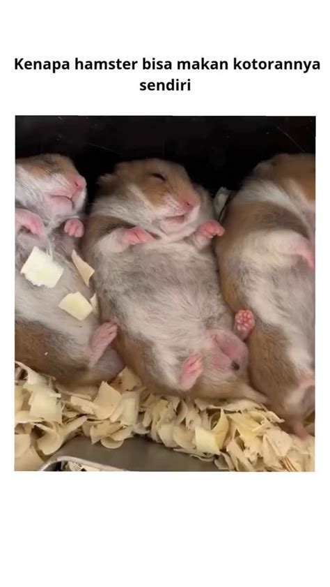 XvIdEoS HamsteR terpopuler selain itu hindari room besar sustain length latihan pernapasan info bokep nenek image 1
